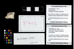 Foto (Objekt + Etikett) von Ambulocapsa altilis (Robins, 2013)  (NHMW-GEO-2014-0194-0712)